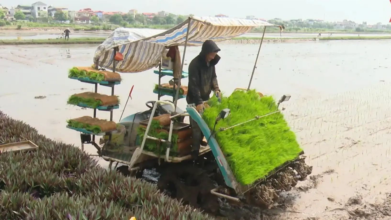 Chuyển đổi phương pháp trồng lúa chống biến đổi khí hậu | Chuyển đổi xanh | 13/12/2025